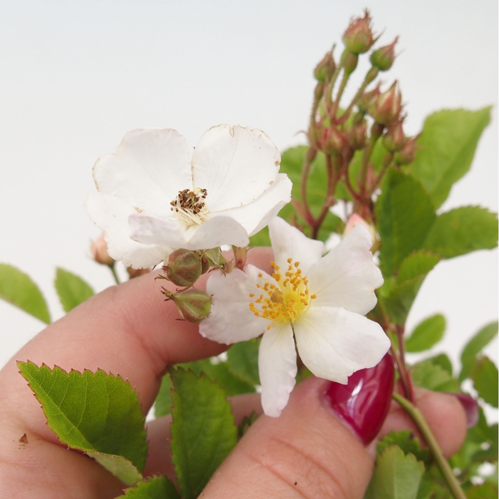 Bonsai na zewnątrz - Rosa sp. - róża drobnokwiatowa