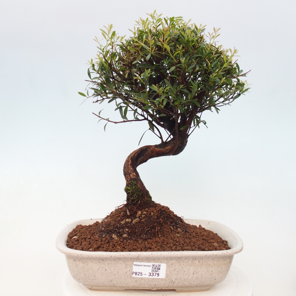 Pokój bonsai - Syzygium - Pimento