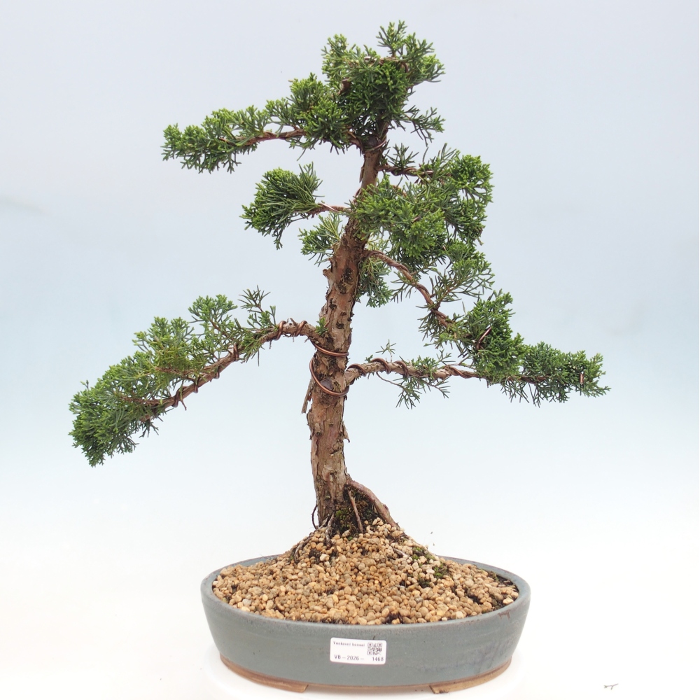 Outdoor bonsai - Juniperus chinensis Kishu - chiński jałowiec