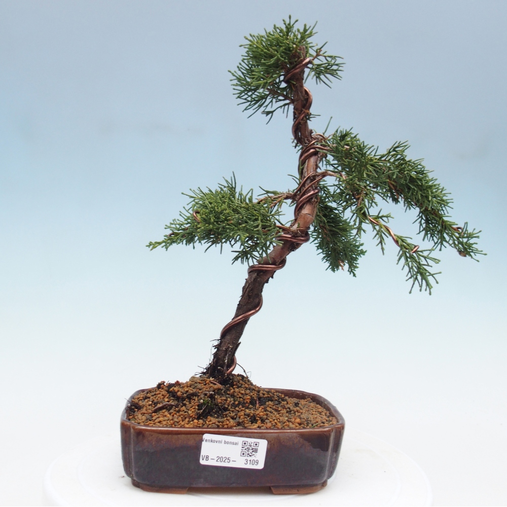 Bonsai zewnętrzne - Juniperus chinensis Kishu - Jałowiec chiński
