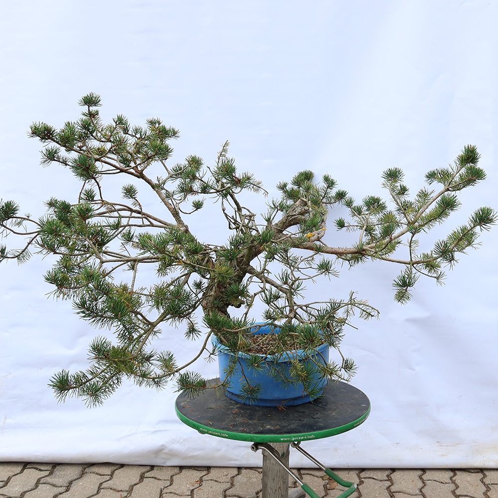 Pinus sylvestris Hiszpania – sosna zwyczajna