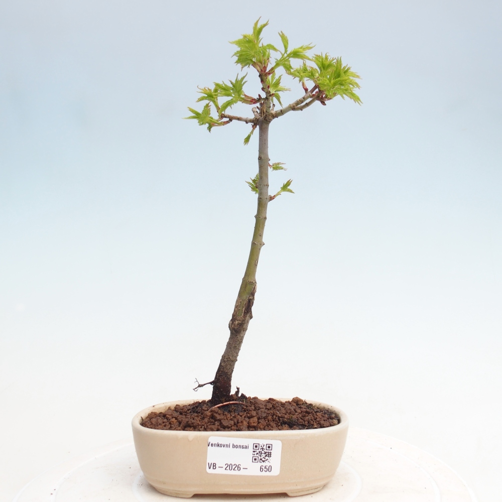 Outdoor bonsai - Acer palmatum SHISHIGASHIRA- Klon drobnolistny