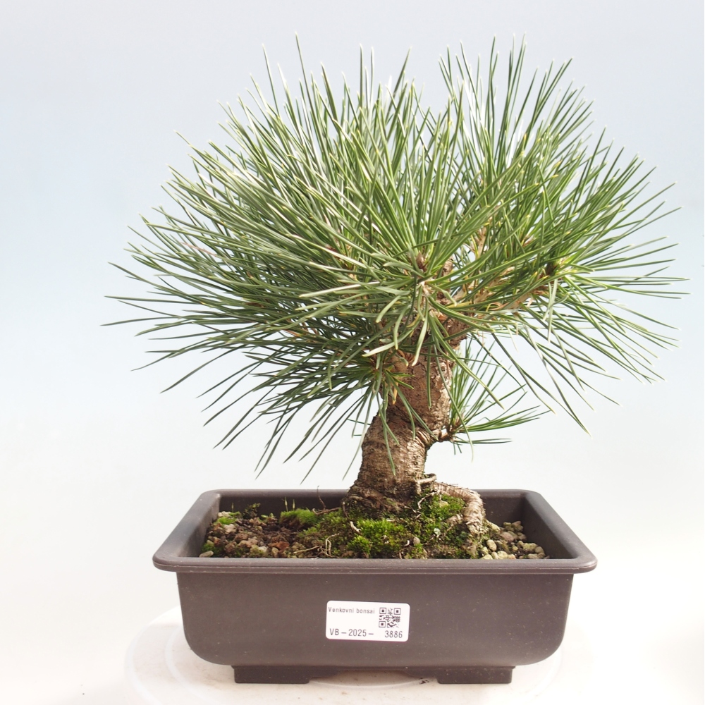 Outdoor bonsai - Pinus thunbergii - sosna Thunberga