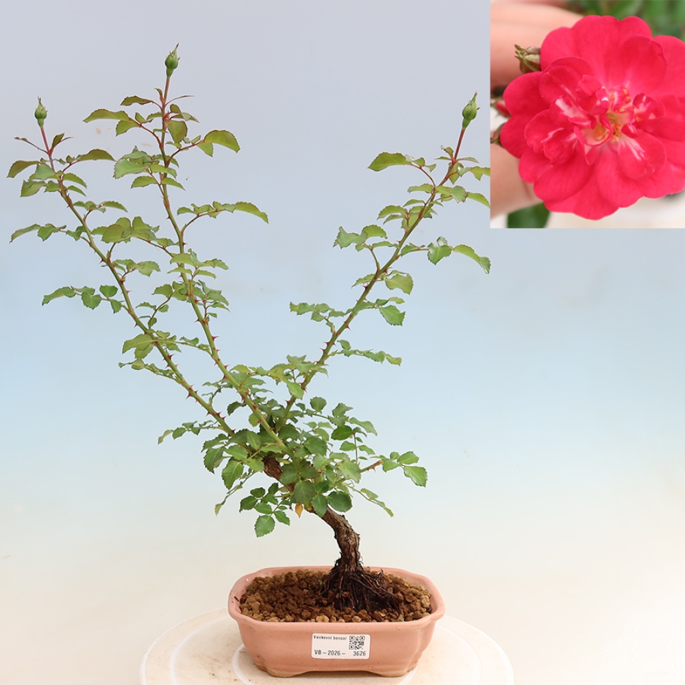 Bonsai ogrodowe – Rosa Kordes – róża