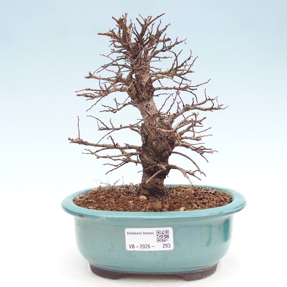 Bonsai zewnętrzne - Zelkova - Zelkova NIRE