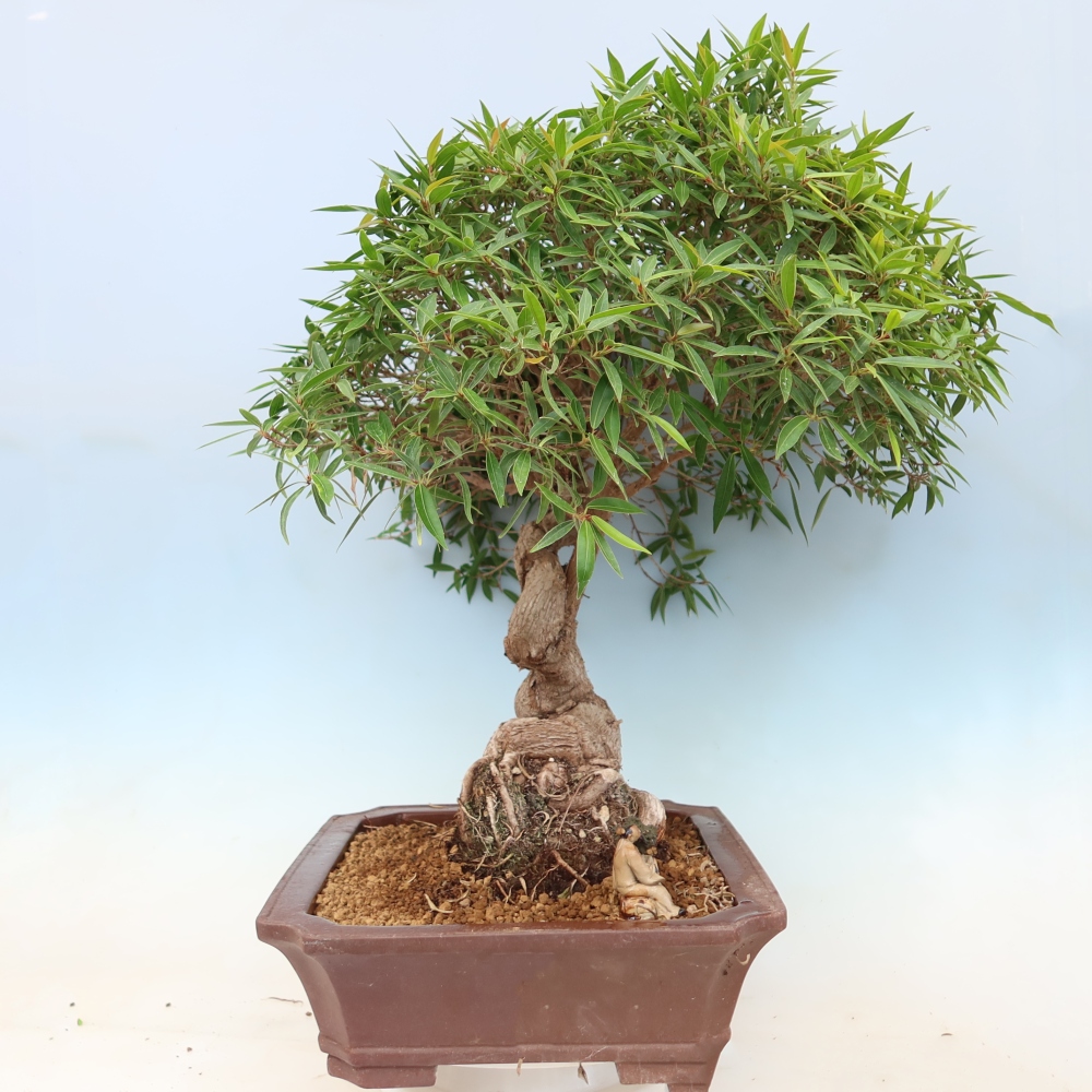 Pokój bonsai - Ficus nerifolia - figowiec drobnolistny