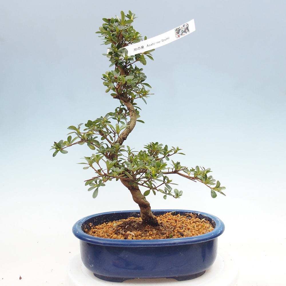 Bonsai zewnętrzne - Azalia japońska - Azalia Asahi-no-izumi