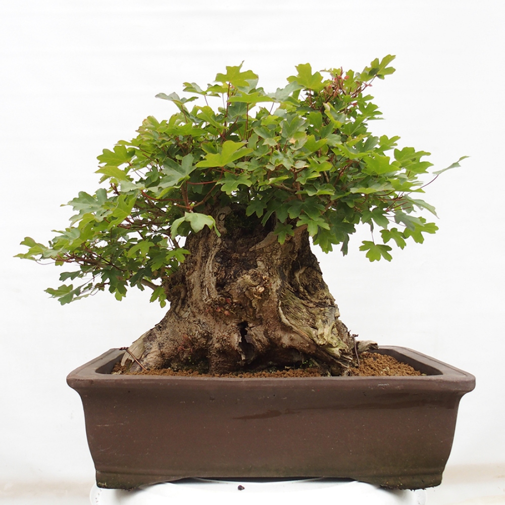 Bonsai zewnętrzne - Klon Francuski - Acer Nonspessulanum