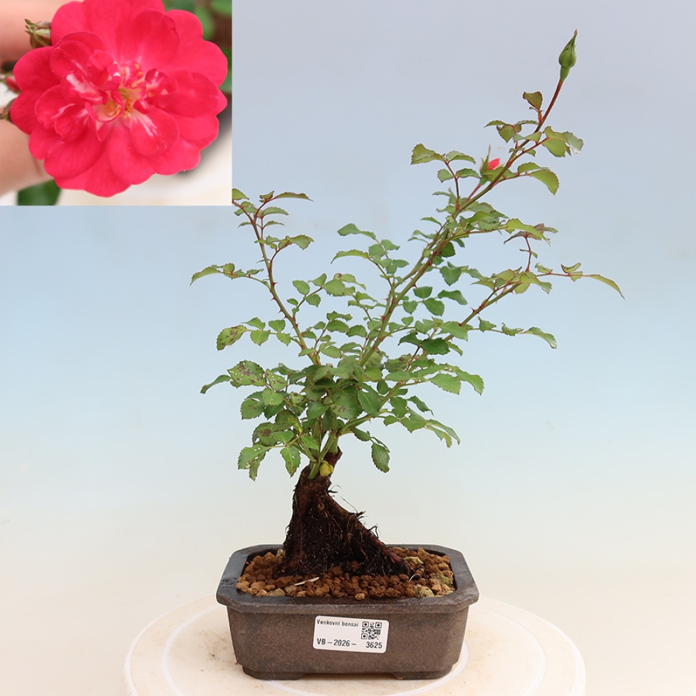 Bonsai ogrodowe – Rosa Kordes – róża