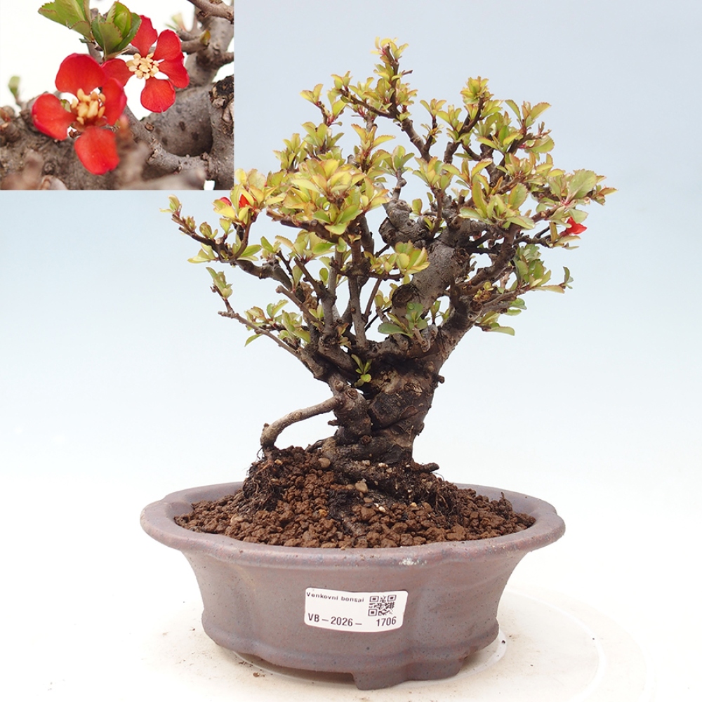 Bonsai zewnętrzne - Chaneomeles speciosa - Pigwa