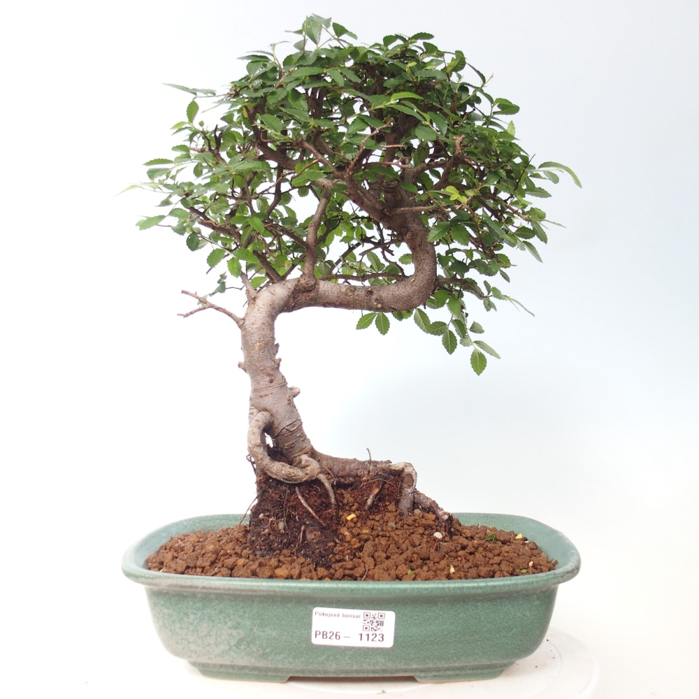 Pokój bonsai - Ulmus parvifolia - Wiąz drobnolistny
