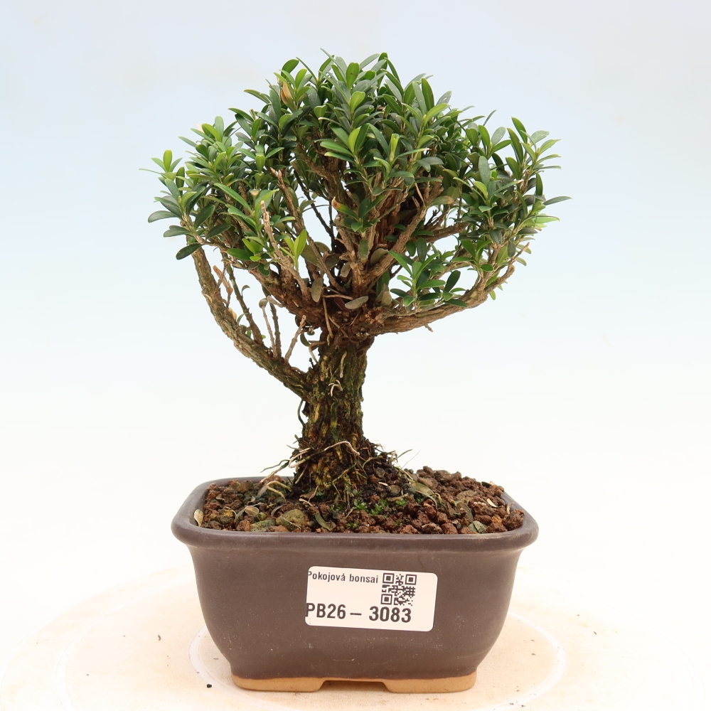 Pokój bonsai - Buxus harlandii - buxus korkowy
