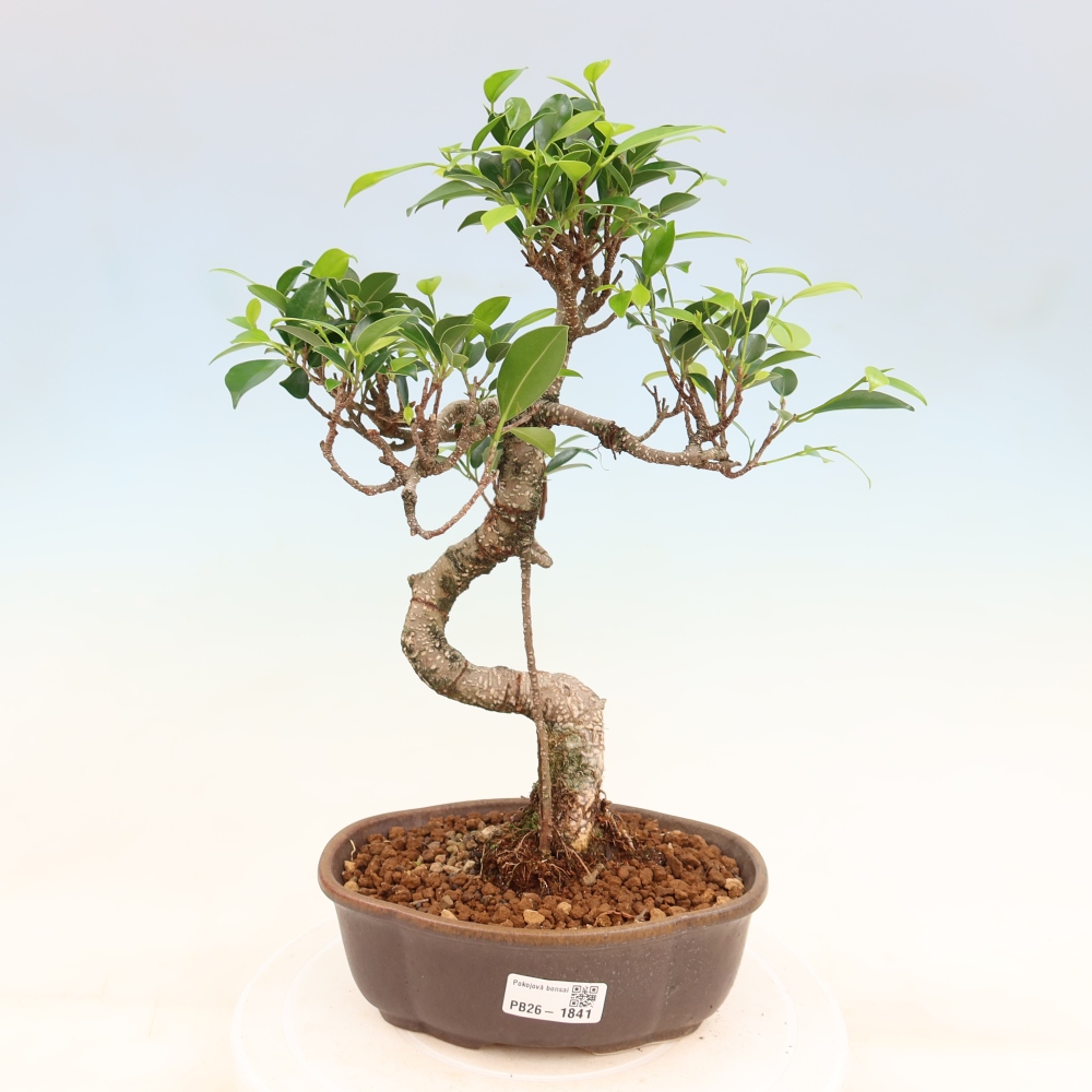 Pokój bonsai - Ficus retusa - figowiec drobnolistny