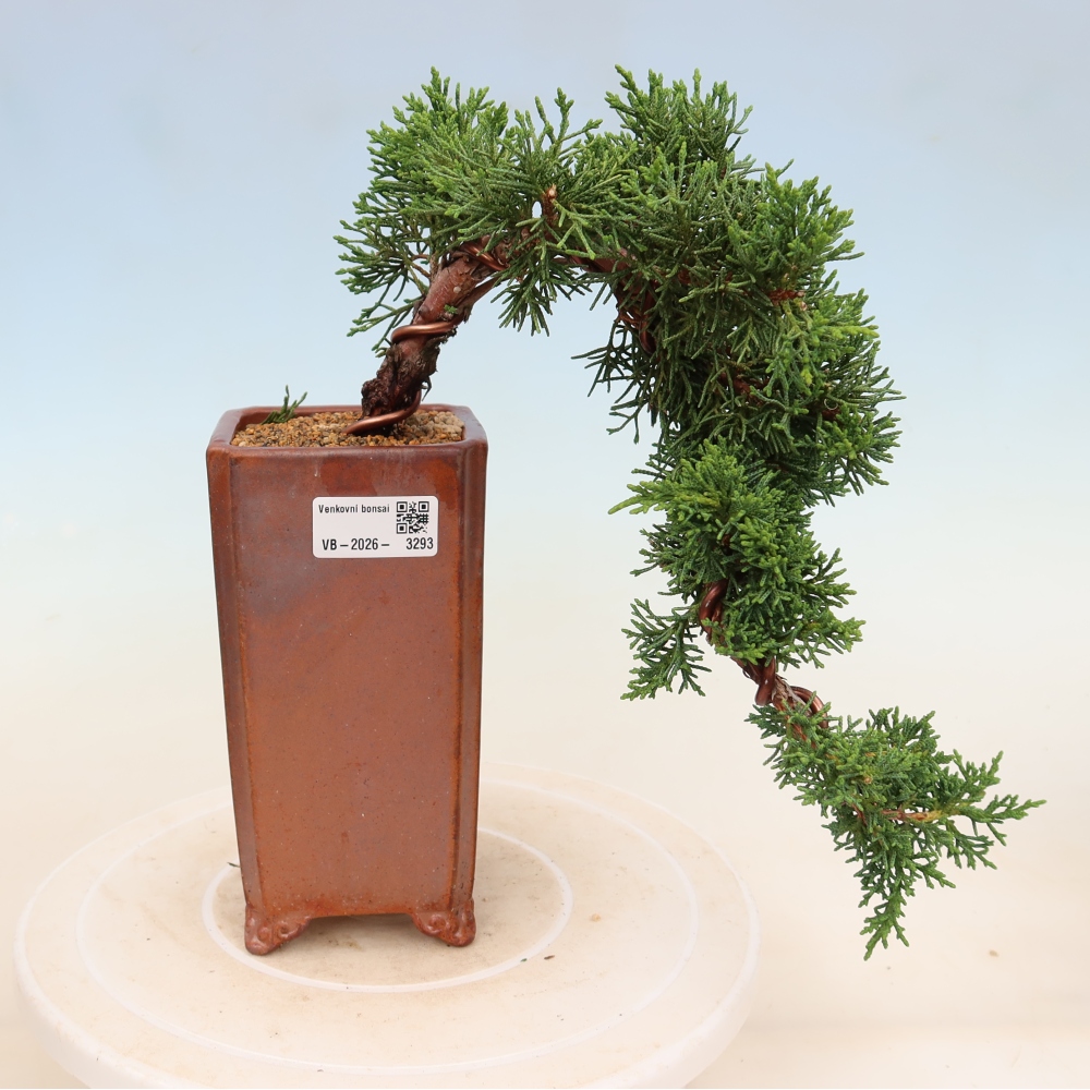 Outdoor bonsai - Juniperus chinensis Kishu