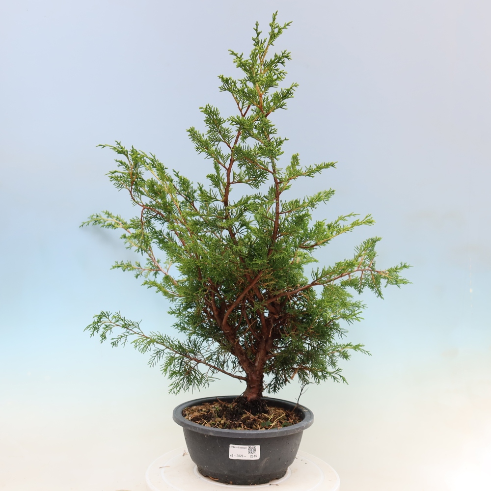 Outdoor bonsai - Juniperus chinensis Itoigawa