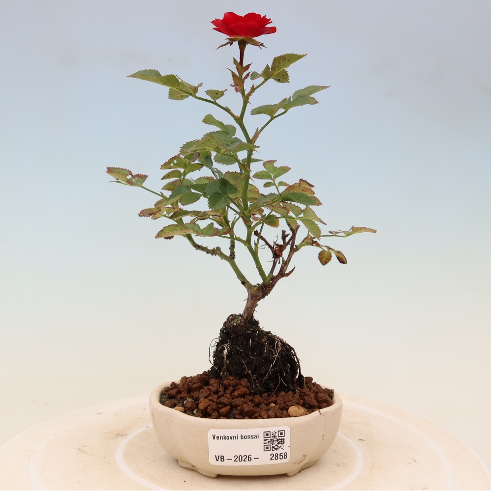 Bonsai ogrodowe – Rosa Kordes – róża