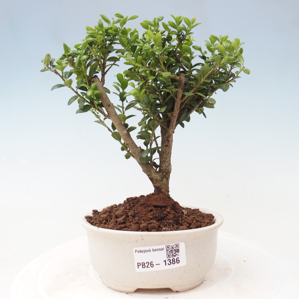 Pokój bonsai - Ilex crenata - Ostrokrzew