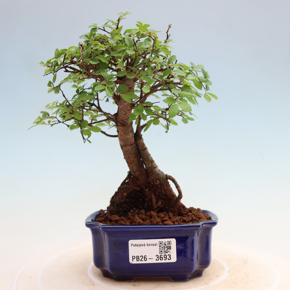Pokój bonsai - Ulmus parvifolia - Wiąz drobnolistny
