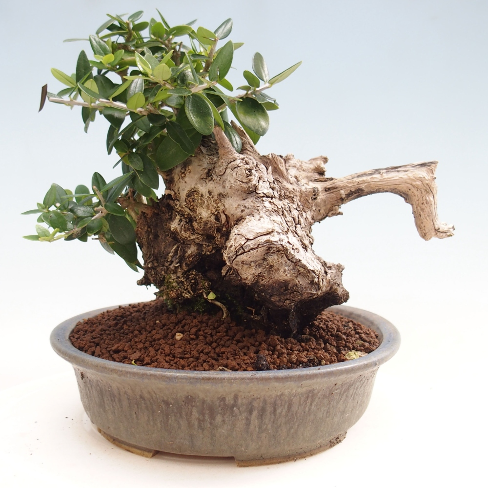 Kryte bonsai - Olea europaea sylvestris - Europejska oliwa z małych liści