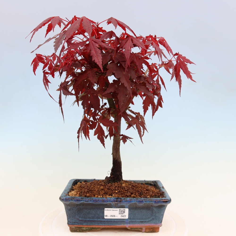 Bonsai na zewnątrz - Palma Acer. Atropurpureum-Javor palmate