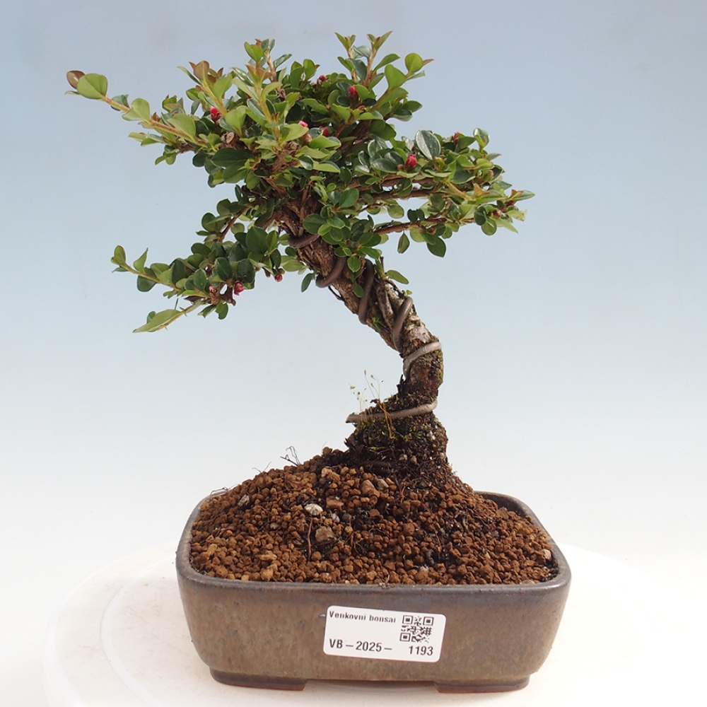 Plenerowe bonsai - Irga pozioma - Drzewo skalne