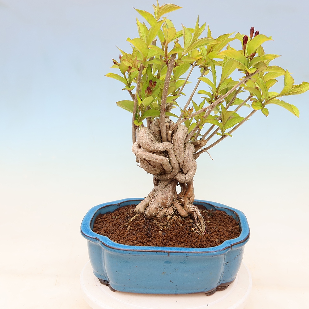 Bonsai ogrodowe – Weigela subsessilis – Weigela koreańska