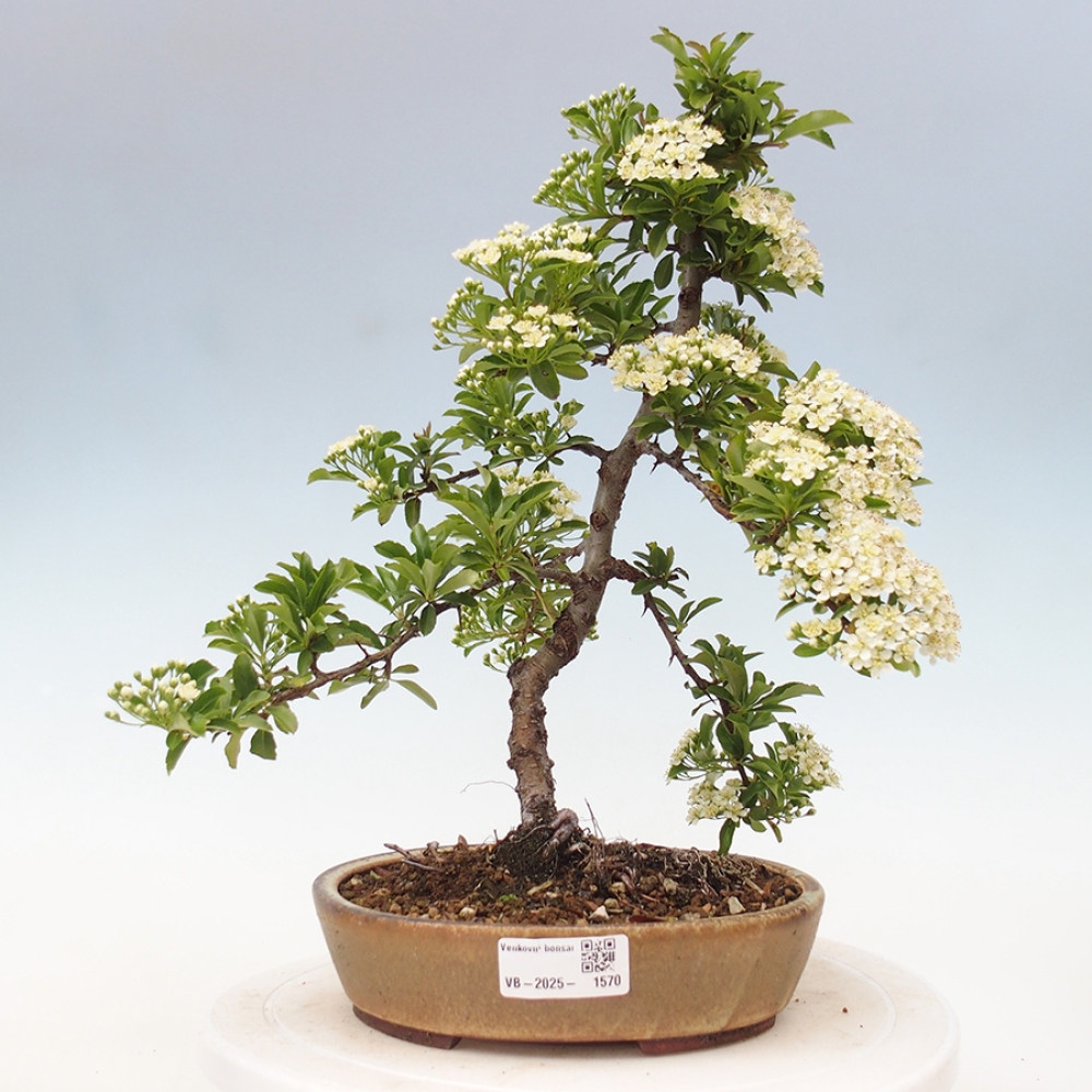 Outdoor Bonsai-Pyracanta Teton-Piekarnia