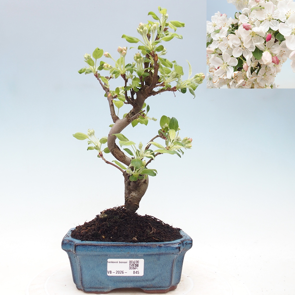 Outdoor bonsai - Malus halliana - Jabłoń drobnoowocowa