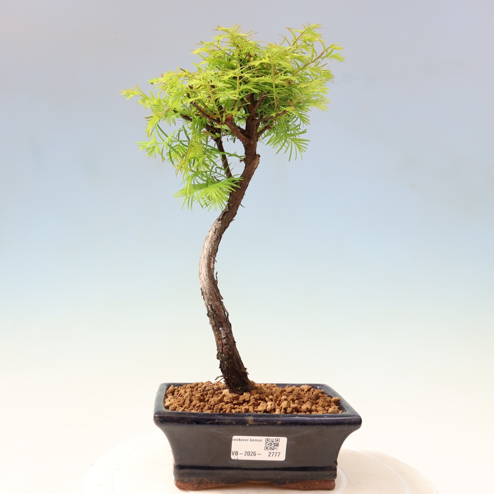 Outdoor bonsai - Metasequoia glyptostroboides - Metasekwoja chińska