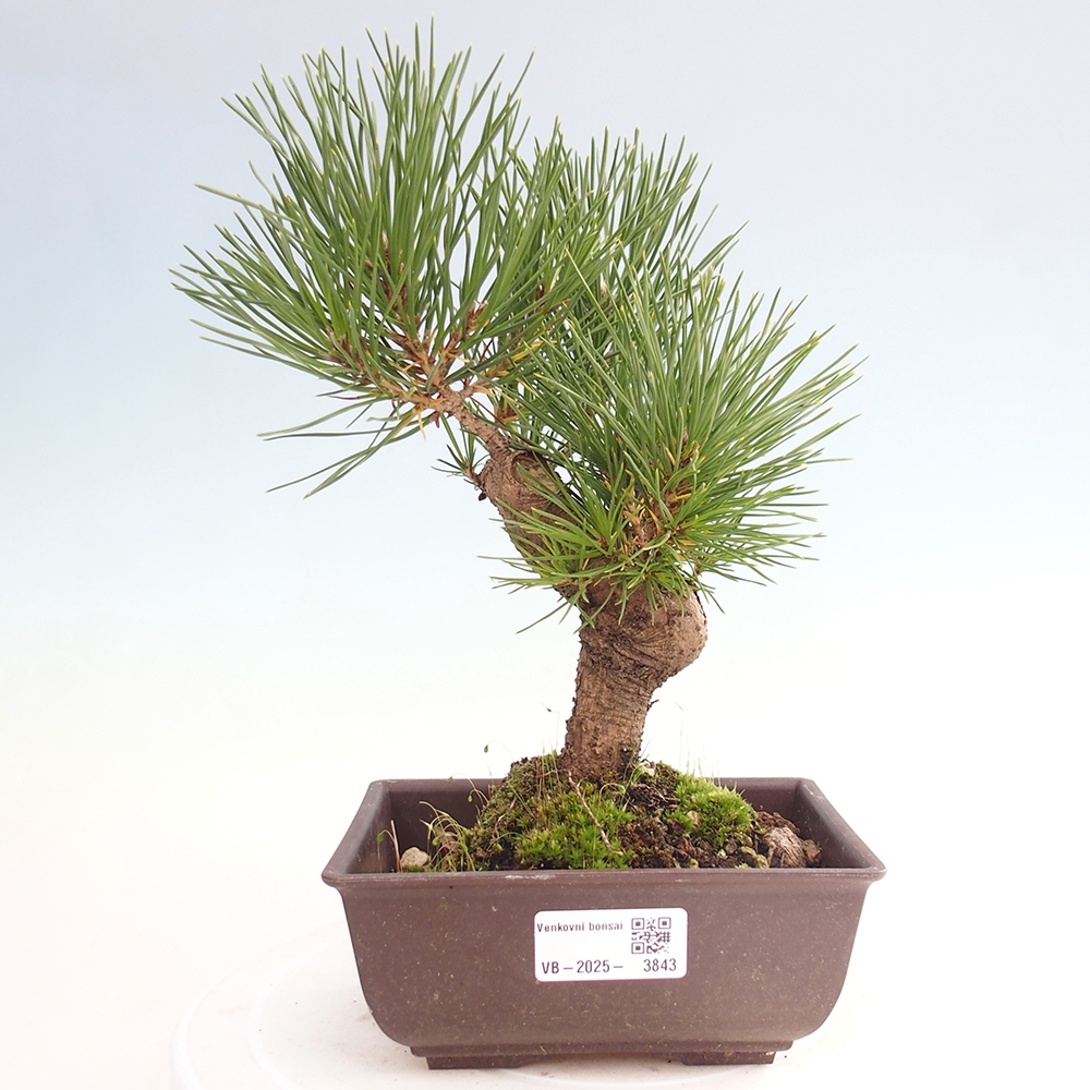 Outdoor bonsai - Pinus thunbergii - sosna Thunberga