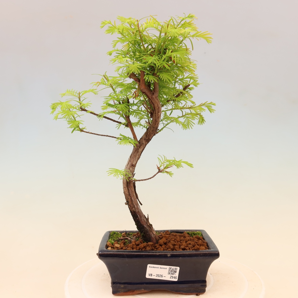 Outdoor bonsai - Metasequoia glyptostroboides - Metasekwoja chińska