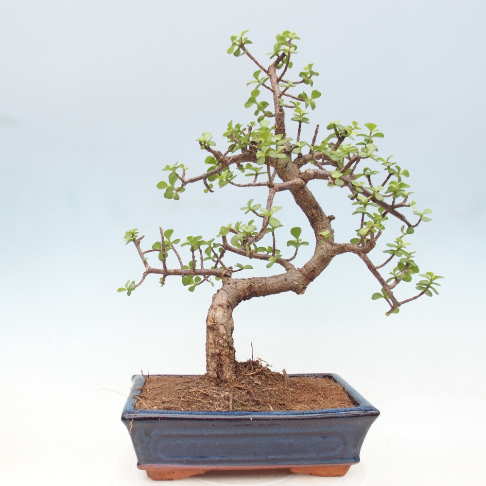 Pokój bonsai - Portulakaria Afra - Tlustice