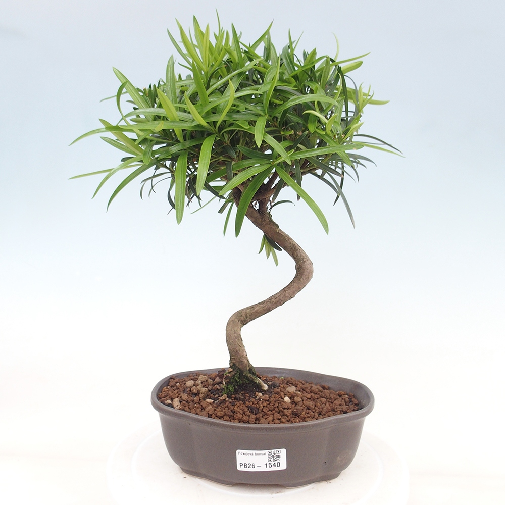 Pokój bonsai - Podocarpus - Kamienny cis