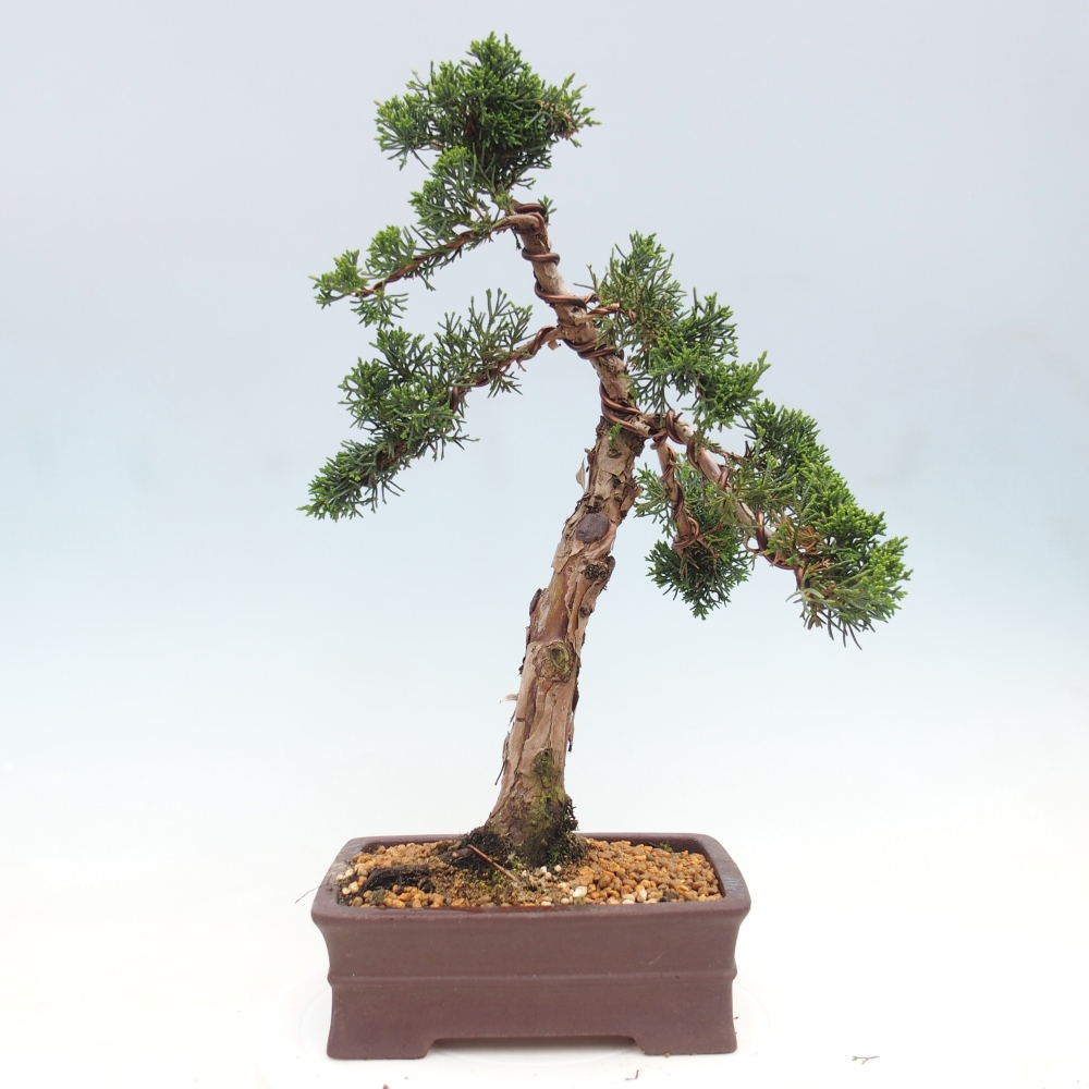 Outdoor bonsai - Juniperus chinensis Kishu