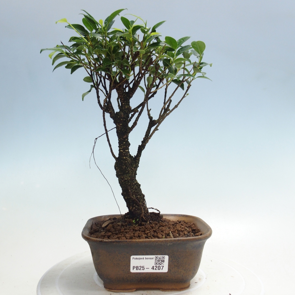 Pokój bonsai - Ficus retusa - figowiec drobnolistny