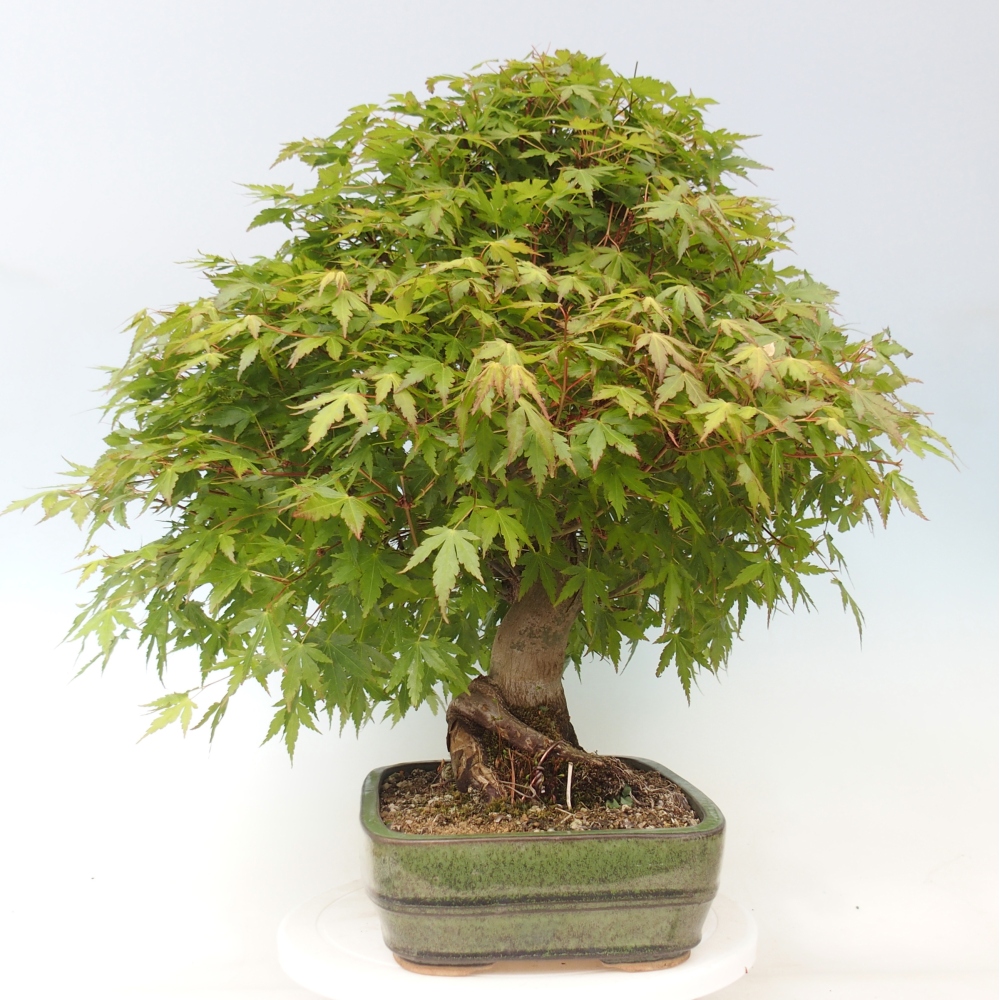 Bonsai zewnętrzne - Acer palmatum - TYLKO przygotowanie palety