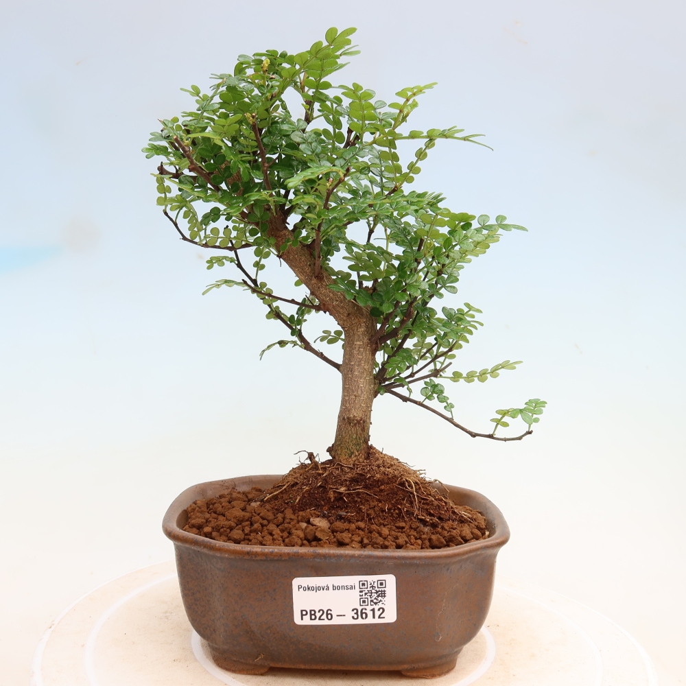Pokój bonsai - Zantoxylum piperitum - drzewo pieprzowe