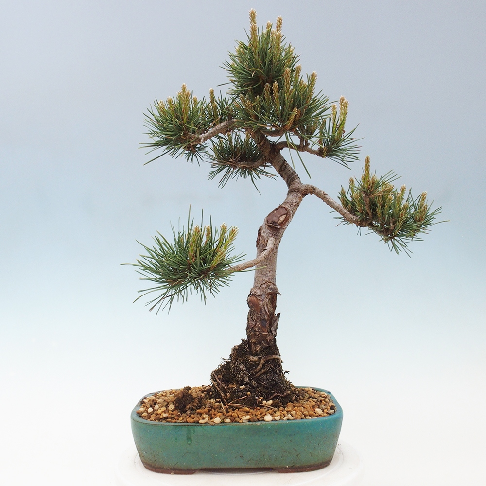 Outdoor bonsai - Pinus Sylvestris - sosna zwyczajna