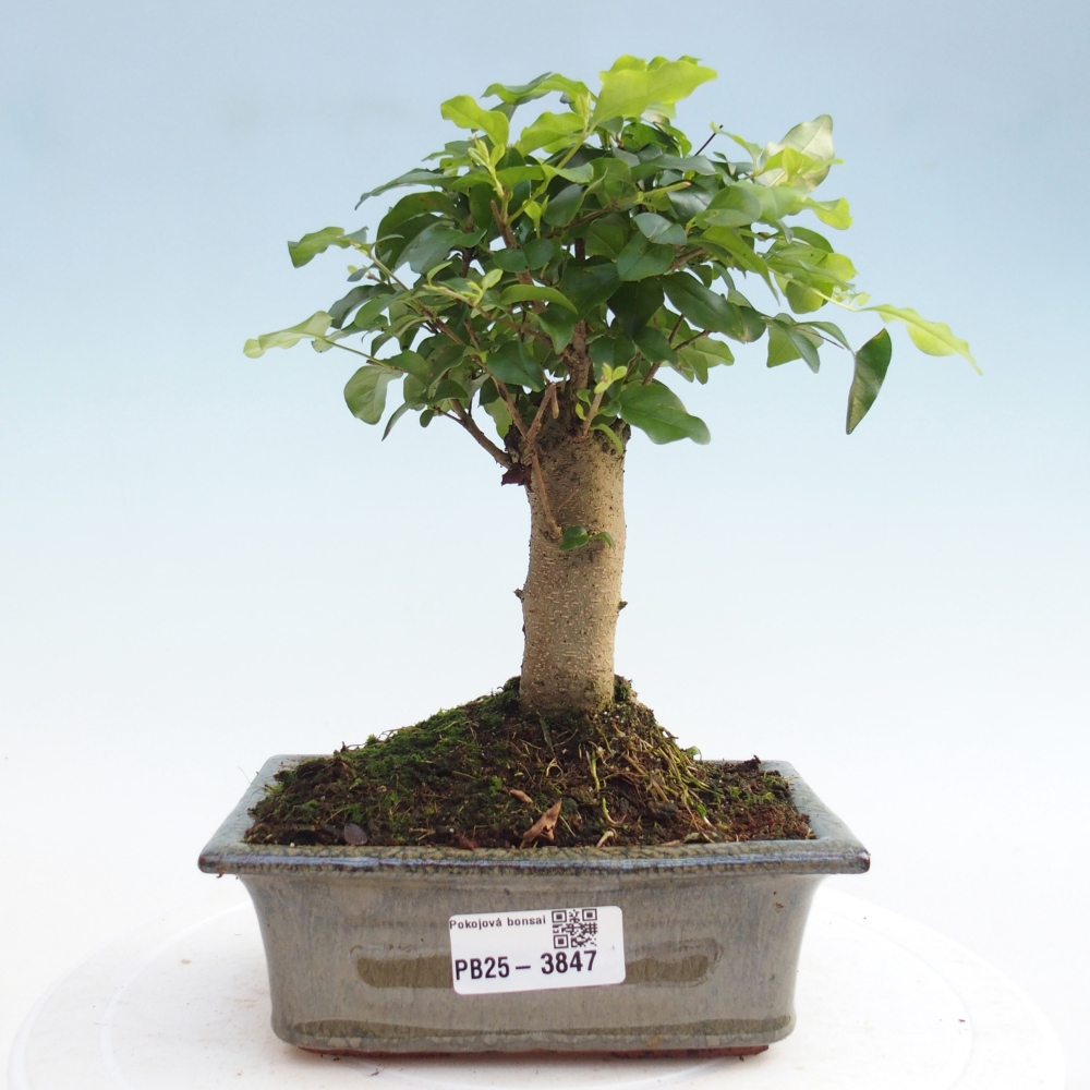 Pokój bonsai - Ligustrum chinensis - Dziób ptaka