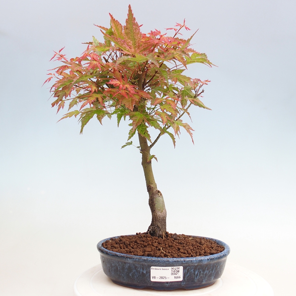 Klon - Acer palmatum Beni Tsukasa