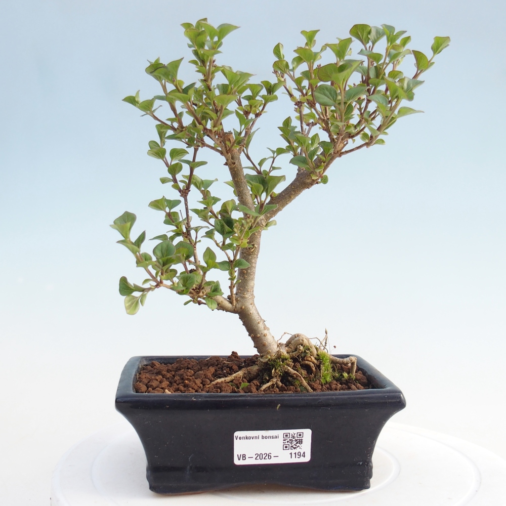 Outdoor bonsai - Syringa Meyeri Palibin - Lilak Meyera