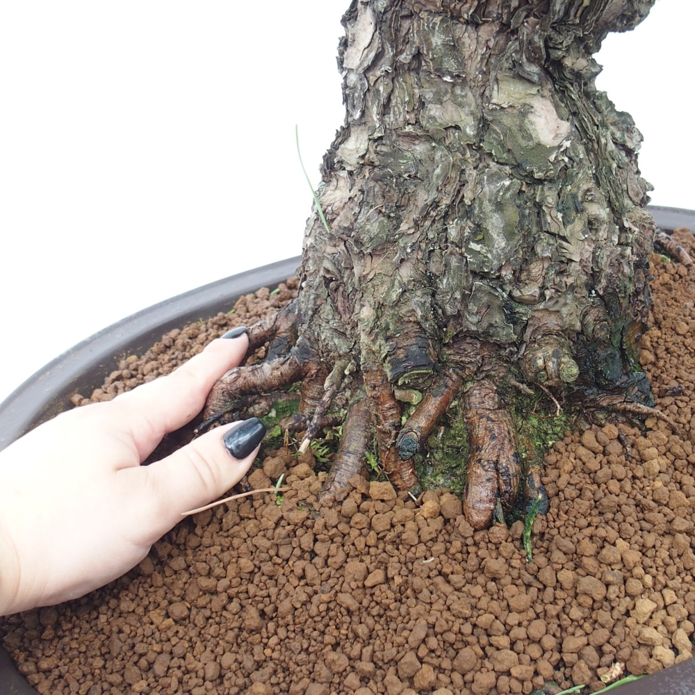 Bonsai ogrodowe - Pinus thunbergii - Sosna Thunberg
