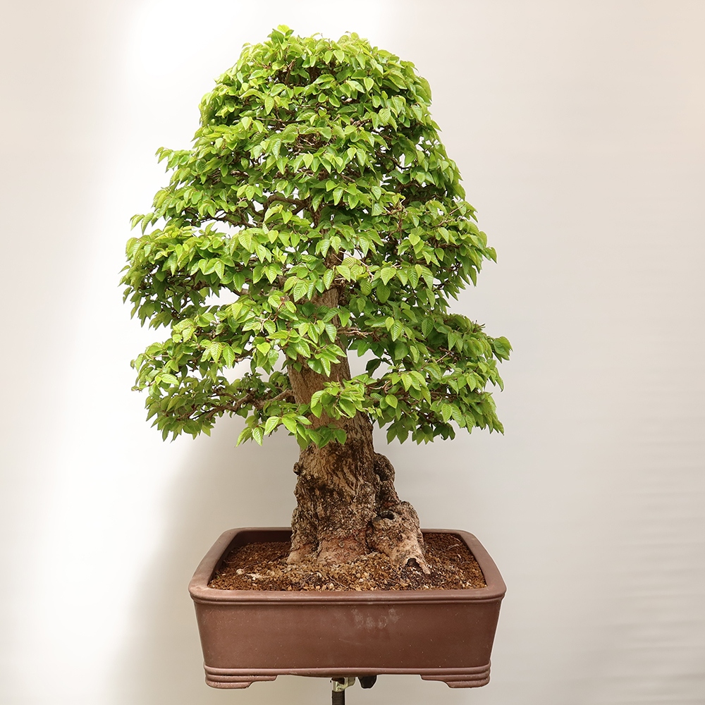 Bonsai plenerowe - Carpinus Coreana - grab koreański
