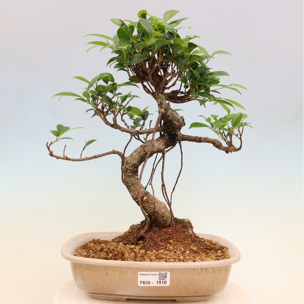 Pokój bonsai - Ficus kimmen - figowiec drobnolistny