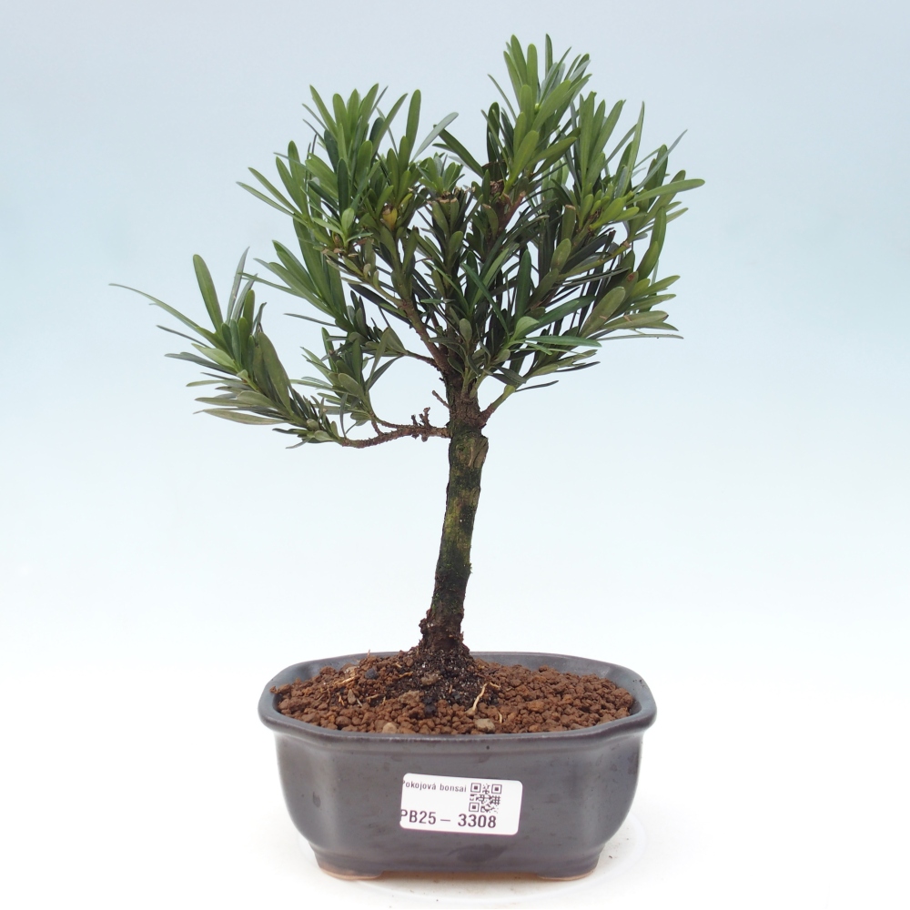 Pokój bonsai - Podocarpus - Kamienny cis