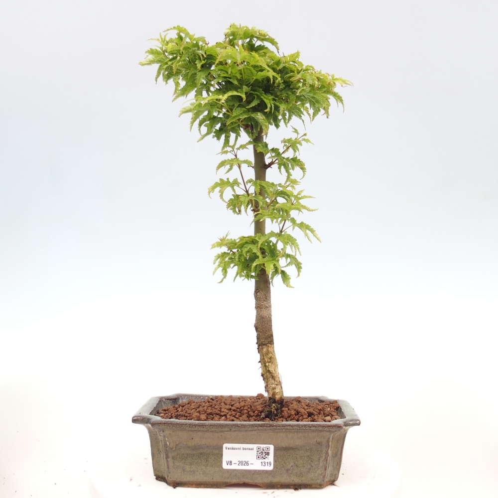 Outdoor bonsai - palma jaworowa Acer palmatum Shishigashira