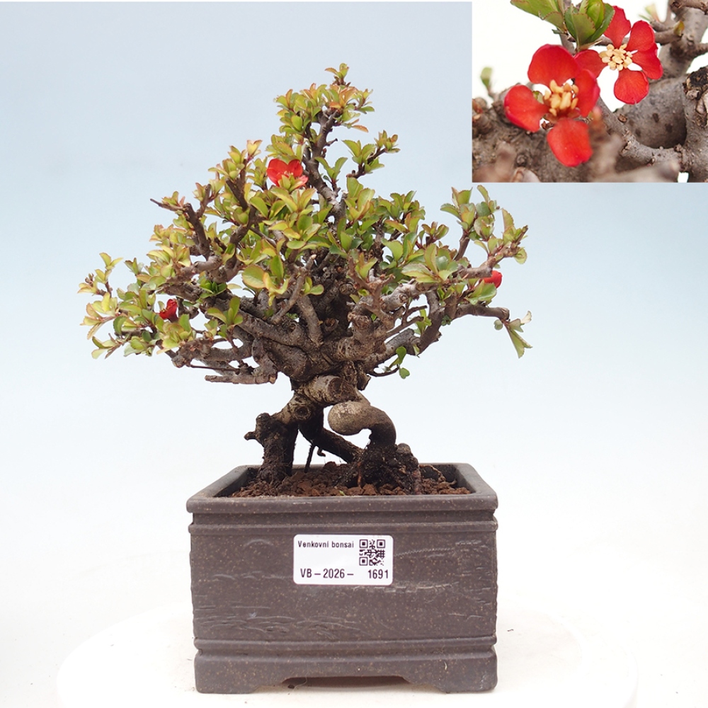 Bonsai zewnętrzne - Chaneomeles speciosa - Pigwa