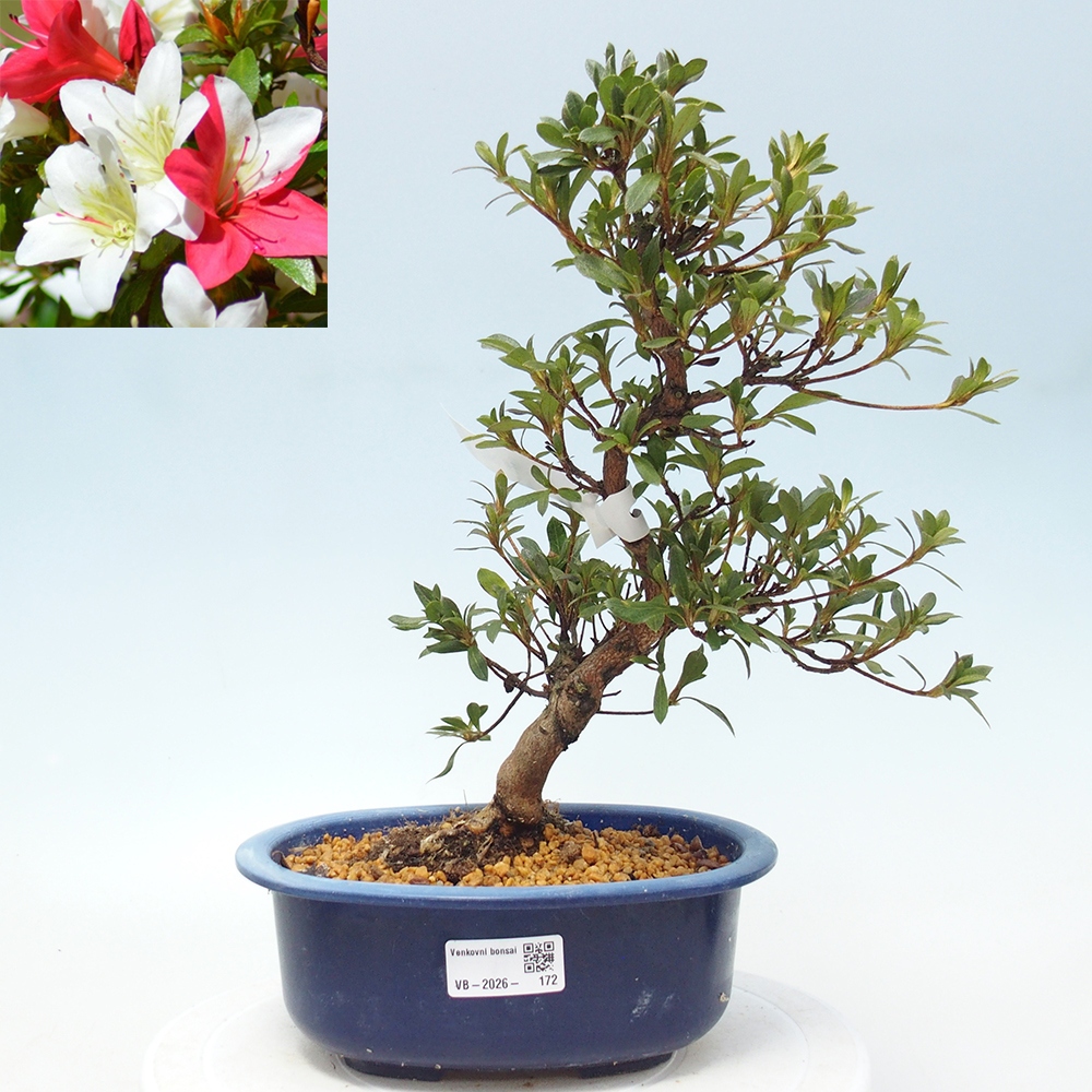 Bonsai zewnętrzne - Azalia japońska - Azalia CHIHIRO