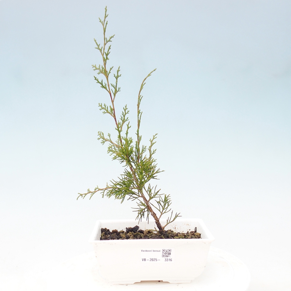 Outdoor bonsai - Juniperus chinensis Itoigawa - Jałowiec chiński