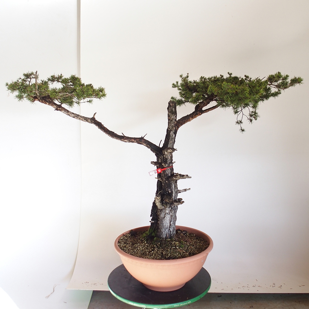 Yamadori - Pinus sylvestris Hiszpania